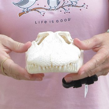 Real Florida Alligator Skull, 11 inches for $85