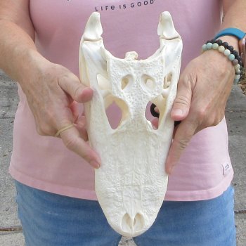 Real Florida Alligator Skull, 11 inches for $85