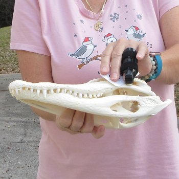 Real Florida Alligator Skull, 11 inches for $85