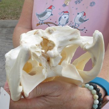 Real Florida Alligator Skull, 11 inches for $85