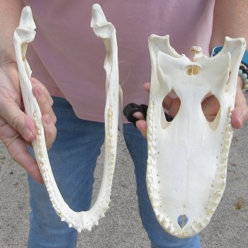 Real Florida Alligator Skull, 11 inches for $85