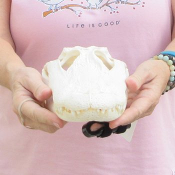 B-Grade Real Florida Alligator Skull, 11 inches for $85