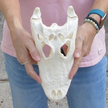 B-Grade Real Florida Alligator Skull, 11 inches for $85