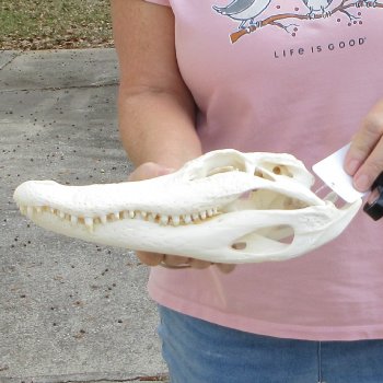 B-Grade Real Florida Alligator Skull, 11 inches for $85
