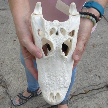 B-Grade Real Florida Alligator Skull, 11 inches for $85