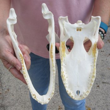 B-Grade Real Florida Alligator Skull, 11 inches for $85