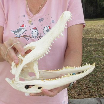 Real Florida Alligator Skull, 12 inches for $95