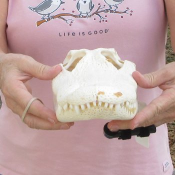 Real Florida Alligator Skull, 12 inches for $95