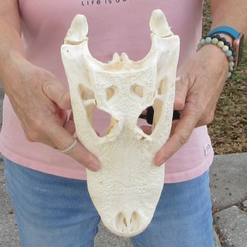Real Florida Alligator Skull, 12 inches for $95