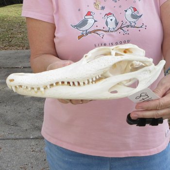 Real Florida Alligator Skull, 12 inches for $95