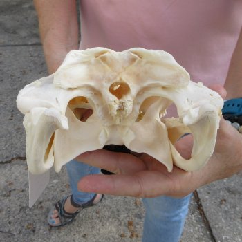 Real Florida Alligator Skull, 12 inches for $95