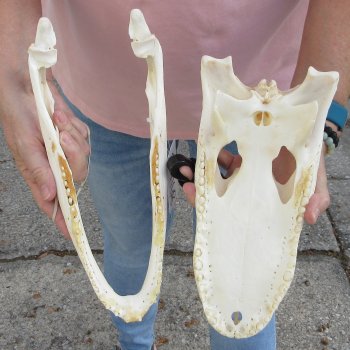 Real Florida Alligator Skull, 12 inches for $95
