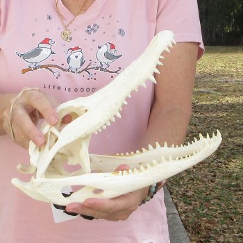 B-Grade Real Florida Alligator Skull, 13 inches for $100