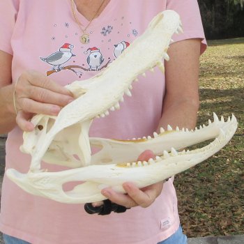 B-Grade Real Florida Alligator Skull, 14-1/2 inches for $95