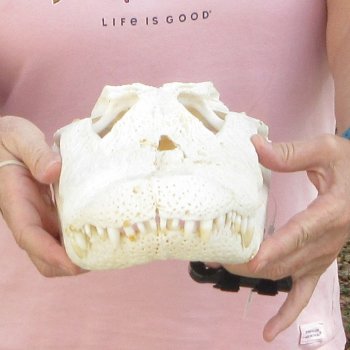 B-Grade Real Florida Alligator Skull, 14-1/2 inches for $95