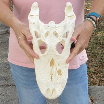 B-Grade Real Florida Alligator Skull, 14-1/2 inches for $95