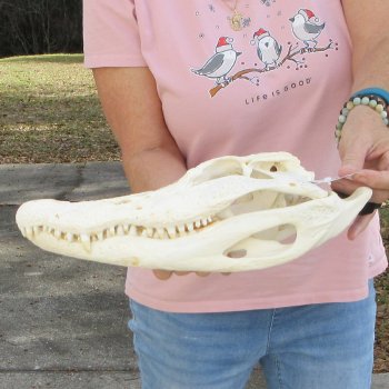 B-Grade Real Florida Alligator Skull, 14-1/2 inches for $95
