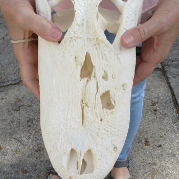 B-Grade Real Florida Alligator Skull, 14-1/2 inches for $95