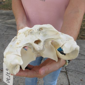 B-Grade Real Florida Alligator Skull, 14-1/2 inches for $95