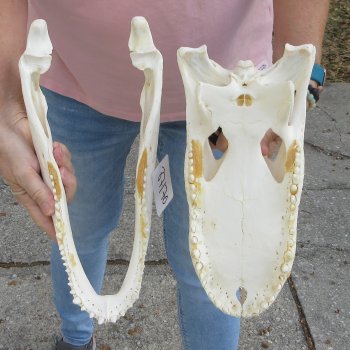 B-Grade Real Florida Alligator Skull, 14-1/2 inches for $95