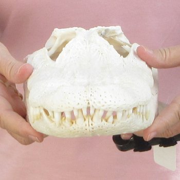 B-Grade Real Florida Alligator Skull, 13 inches for $100