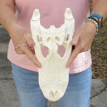 B-Grade Real Florida Alligator Skull, 13 inches for $100