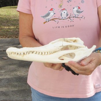 B-Grade Real Florida Alligator Skull, 13 inches for $100