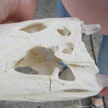 B-Grade Real Florida Alligator Skull, 13 inches for $100