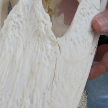 B-Grade Real Florida Alligator Skull, 13 inches for $100