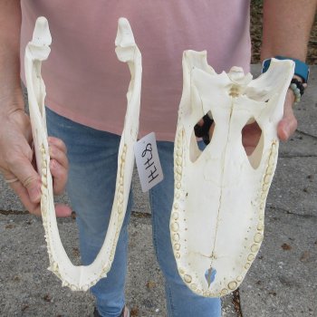 B-Grade Real Florida Alligator Skull, 13 inches for $100