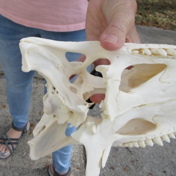 B-Grade Real Florida Alligator Skull, 13 inches for $100