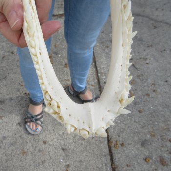 B-Grade Real Florida Alligator Skull, 13 inches for $100