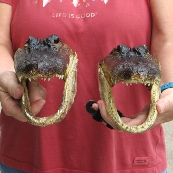 Two Alligator Heads 9 inch