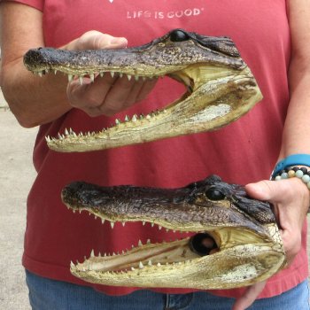 Two Alligator Heads 9 inch