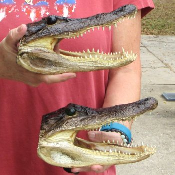 Two Alligator Heads 9 inch