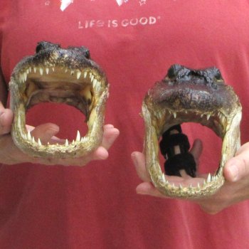 Two Alligator Heads 9 inch