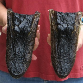Two Alligator Heads 9 inch