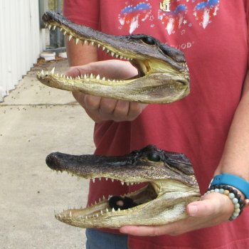 Two Alligator Heads 9 inch