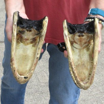 Two Alligator Heads 9 inch