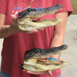 9" Alligator Heads, 2pc lot - $38