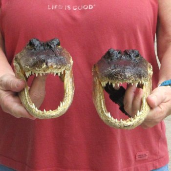 9" Alligator Heads, 2pc lot - $38