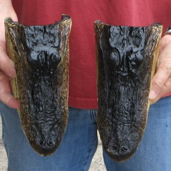 9" Alligator Heads, 2pc lot - $38