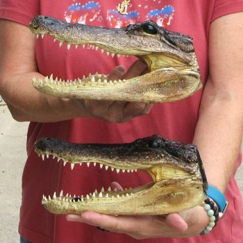 9" Alligator Heads, 2pc lot - $38
