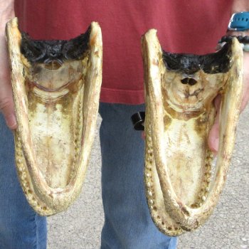 9" Alligator Heads, 2pc lot - $38