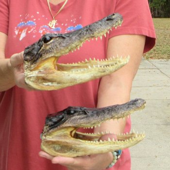 9" Alligator Heads, 2pc lot - $38
