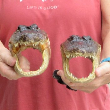 9" Alligator Heads, 2pc lot - $38