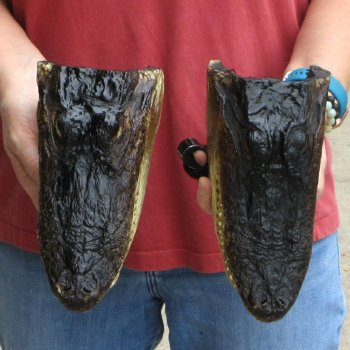 9" Alligator Heads, 2pc lot - $38