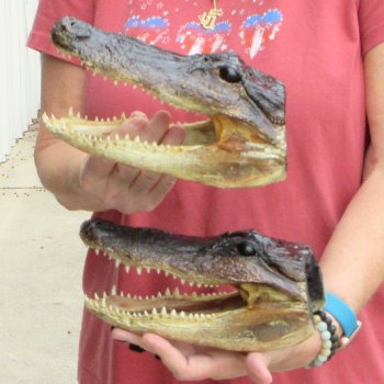 9" Alligator Heads, 2pc lot - $38