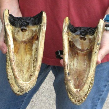 9" Alligator Heads, 2pc lot - $38