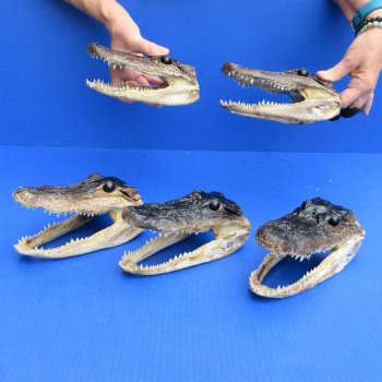 7" - 8" Alligator Heads, 5pc lot - $52